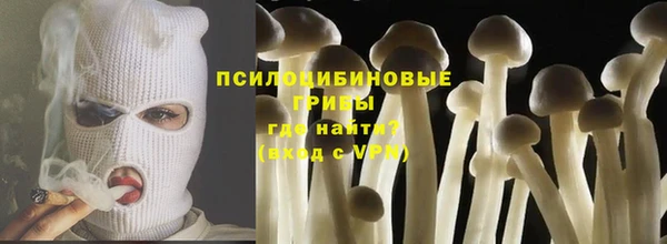 прущие грибы Новозыбков